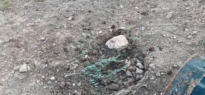 اقتلاع 80 شجرة زيتون على يد المستعمرين في قرية رأس كركر محافظة رام الله