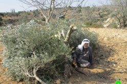 مستعمرو ” عادي عاد” يقتلعون 21 شجرة زيتون مثمرة في بلدة ترمسعيا محافظة رام الله