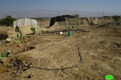 Lands ravaging and trees uprooting in The Jericho village of Fasayil