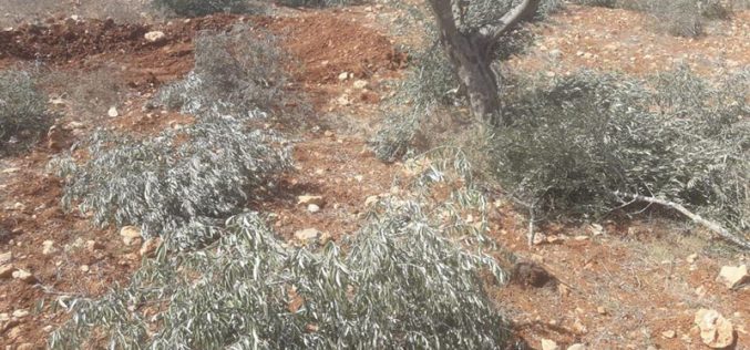 Fanatic settlers sabotage 90 olive trees in Al-Mughayyir – Ramallah governorate