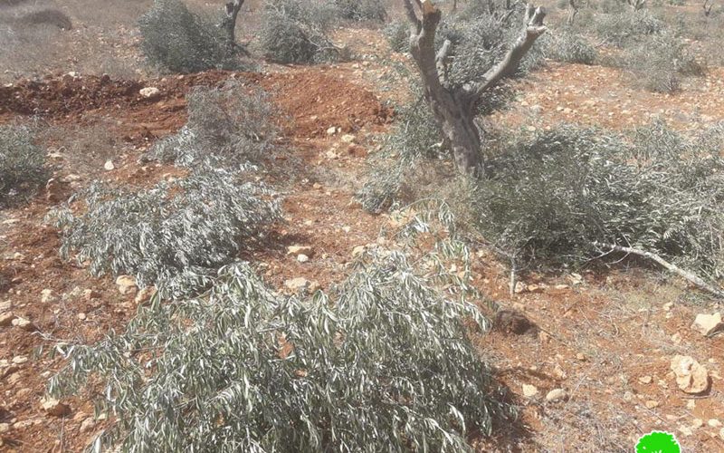 إعدام 90 شجرة زيتون معمّرة على يد المستعمرين في قرية المغير / محافظة رام الله