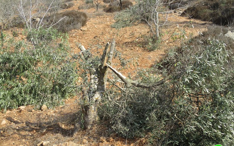 مستعمرو ” عادي عاد” يقطعون 21 شجرة زيتون مثمرة في بلدة ترمسعيا / محافظة رام الله