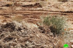 Israeli Occupation Forces ravage agricultural lands in Beit Ula town / West Hebron