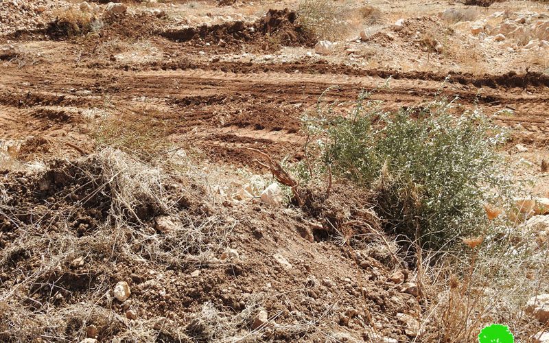 Israeli Occupation Forces ravage agricultural lands in Beit Ula town / West Hebron