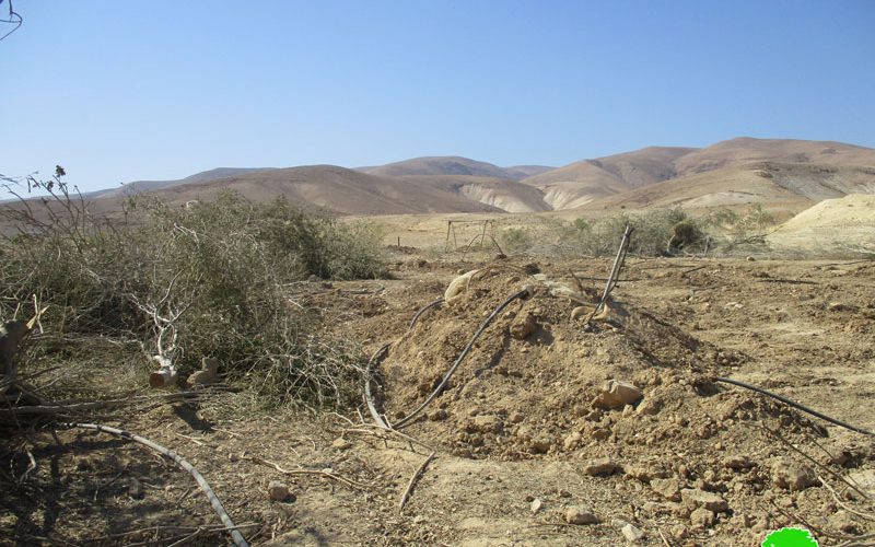 تجريف أراضي واقتلاع أشجار زيتون  في قرية فصايل الوسطى  / محافظة أريحا