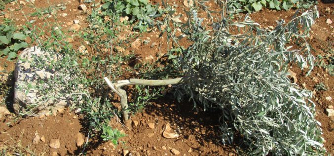 “Adei Ad” settlers uproot and sabotage 270 olive seedlings in Turmus’ayya /Ramaallah governorate