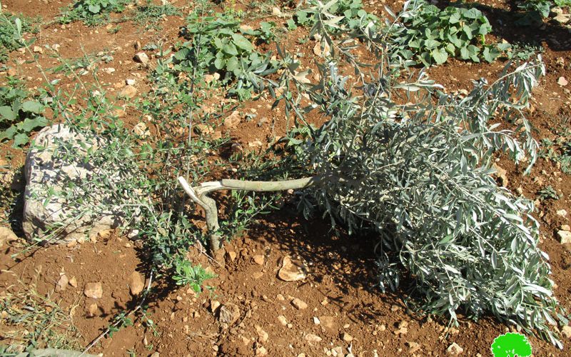 “Adei Ad” settlers uproot and sabotage 270 olive seedlings in Turmus’ayya /Ramaallah governorate