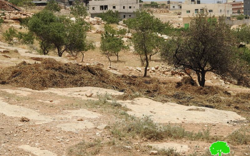 Settlers torch Hay Bales in Al-Deirat town- Yatta/ Hebron governorate