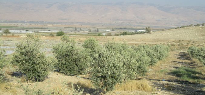 Removing 70 olive trees in Tel Al Himeh/  Tubas governorate