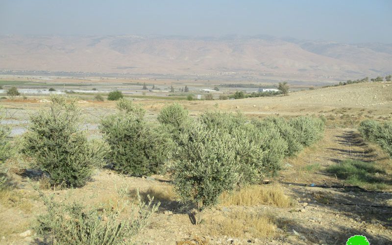 Removing 70 olive trees in Tel Al Himeh/  Tubas governorate