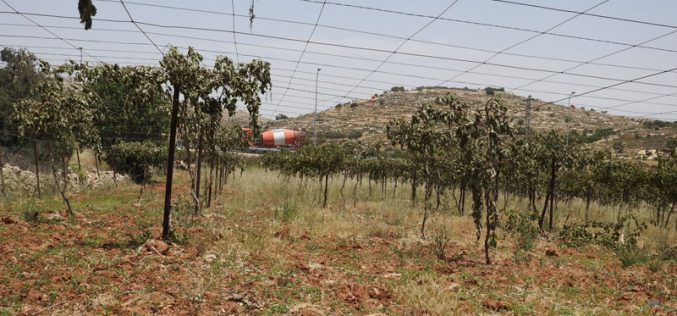 Settlers sabotage 700 Vitis trees in Balotat Ewais- South Hebron