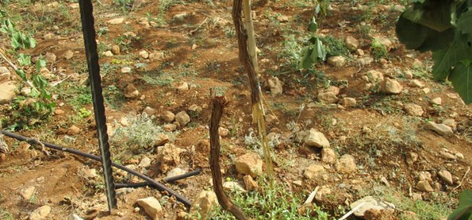 Settlers sabotage 62 vine trees in Ein Sameya / Ramallah governorate