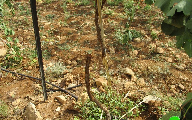 Settlers sabotage 62 vine trees in Ein Sameya / Ramallah governorate