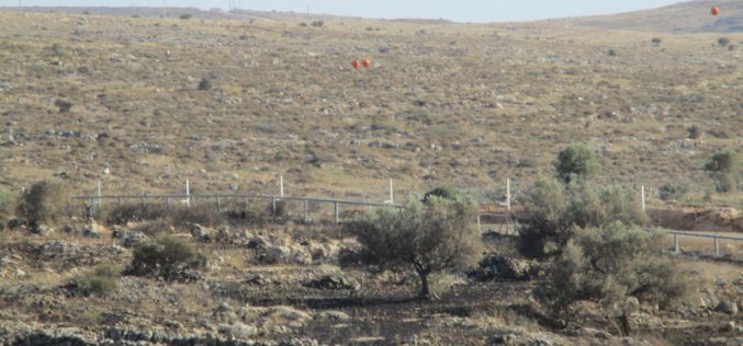 Israeli Troops Torch 22 Olive Trees – Az Zawiya / Salfit Governorate