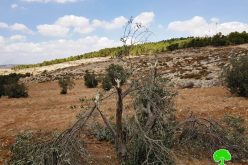 Settlers Sabotage 15 olive trees and assault Palestinian homes / East Yatta/ Hebron governorate