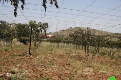 Settlers sabotage 700 Vitis trees in Balotat Ewais- South Hebron
