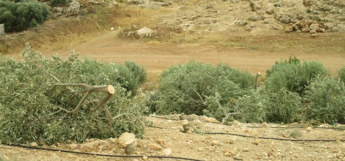 Settlers Sabotage 320 olive trees in Bardala/ Tubas governorate