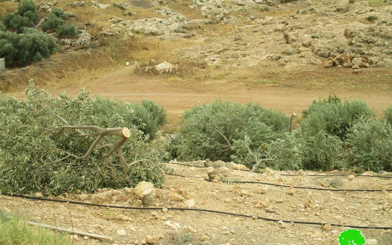 Settlers Sabotage 320 olive trees in Bardala/ Tubas governorate