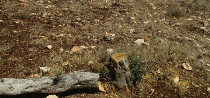 Uprooting and sabotaging hundreds of olive trees in Arraba / Jenin governorate