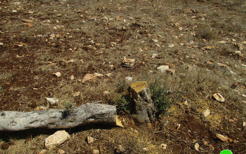 Uprooting and sabotaging hundreds of olive trees in Arraba / Jenin governorate