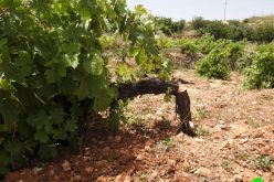 Settlers sabotage 500 vine trees – Halhul/ Hebron governorate