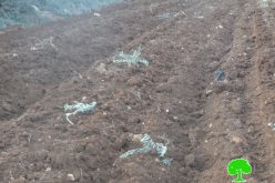 قطع وتخريب 80 غرسة زيتون على يد المستعمرين في بلدة ترمسعيا / محافظة رام الله