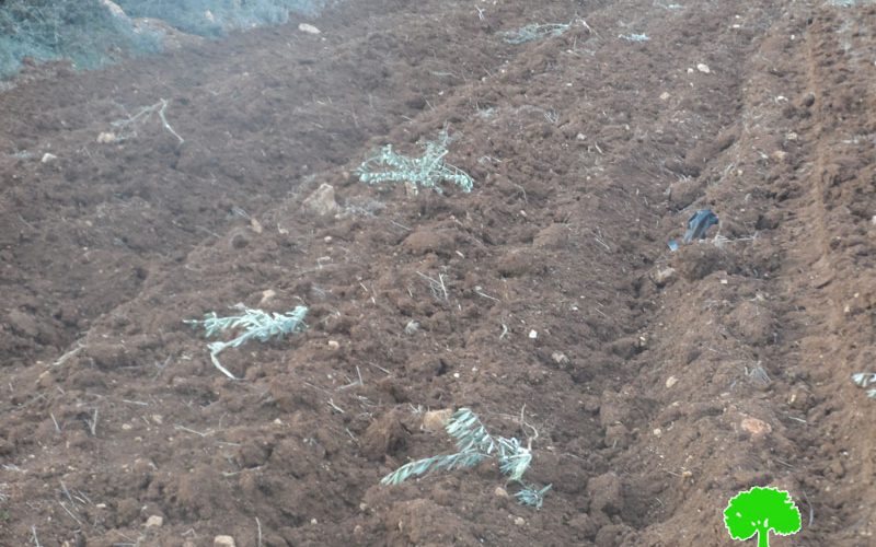 قطع وتخريب 80 غرسة زيتون على يد المستعمرين في بلدة ترمسعيا / محافظة رام الله