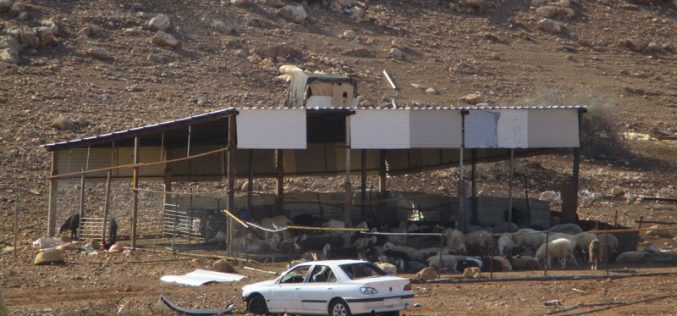 الاحتلال الإسرائيلي  يخطر مواطناً بهدم منشآته السكنية والزراعية في منطقة ذراع عواد / محافظة طوباس