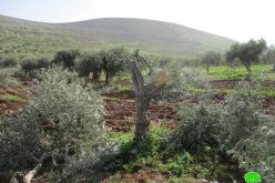 قطع وتخريب 22 شجرة زيتون على يد المستعمرين في قرية المغير / رام الله