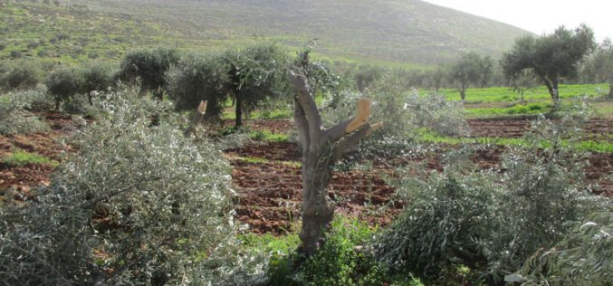 قطع وتخريب 22 شجرة زيتون على يد المستعمرين في قرية المغير / رام الله