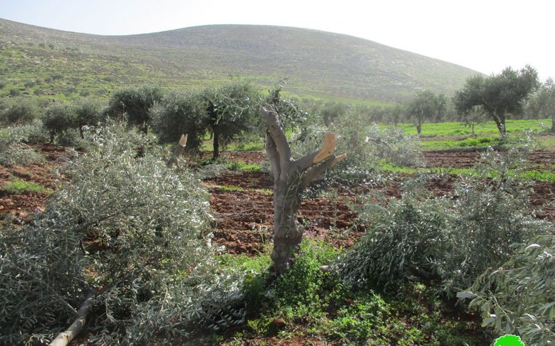 قطع وتخريب 22 شجرة زيتون على يد المستعمرين في قرية المغير / رام الله