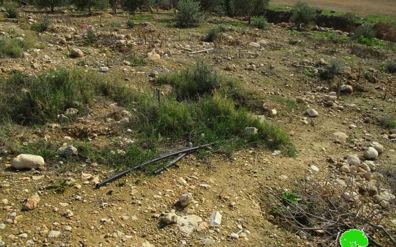 Uprooting and stealing 140 saplings in Bardala town/ Tubas governorate