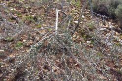 مستعمرو “رفافا” يقطعون أشجار زيتون في بلدة دير ستيا / محافظة سلفيت