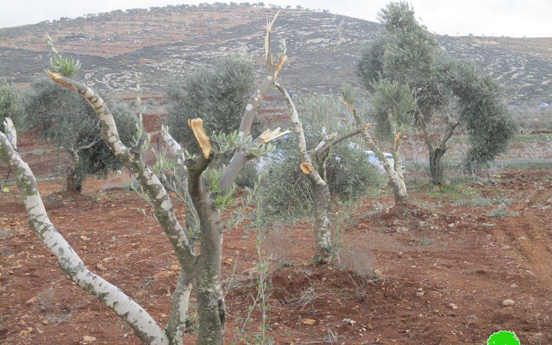 “Adei Ad” settlers sabotage olive trees in Turmus’ayya / Ramallah