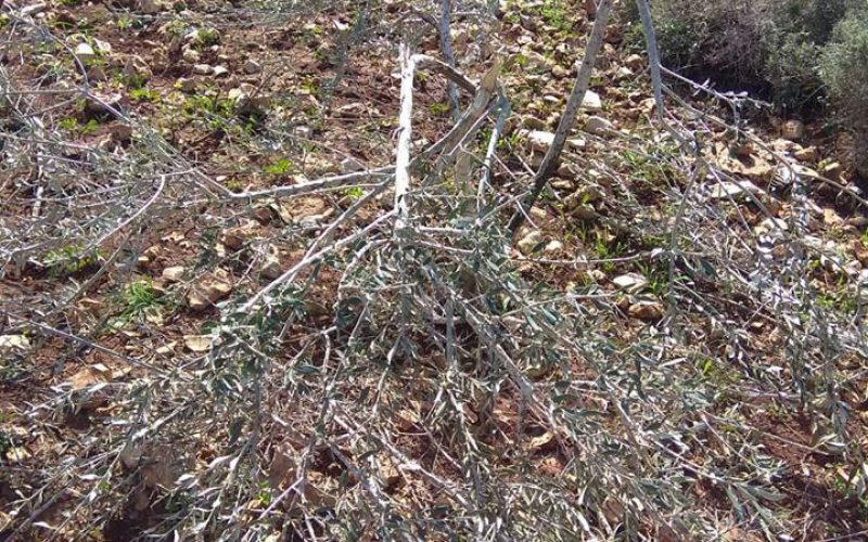 “Revava” colonists sabotage olive trees in Deir Istiya town / Salfit governorate