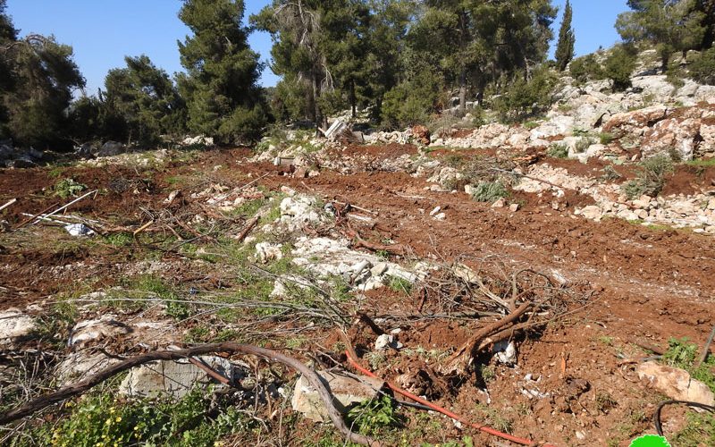 Ravaging lands and uprooting trees in Jabal Abu Soda East Beit Ummar/ Hebron governorate