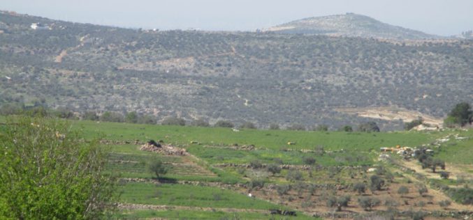 Settlers Sabotage 145 olive saplings from Jit village / Qalqilya governorate