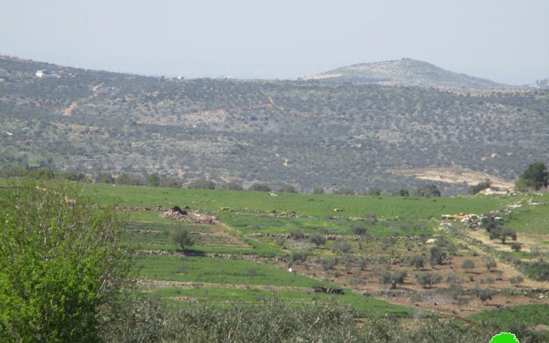 Settlers Sabotage 145 olive saplings from Jit village / Qalqilya governorate