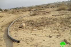 اقتلاع 125 غرسة نخيل وتدمير خطوط مائية في منطقة دير أبو حجلة والزور / محافظة أريحا