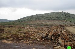 The Israeli occupation troops uprooted 155 olive saplings in Barta’a Ash-Sharqiya/ Jenin governorate