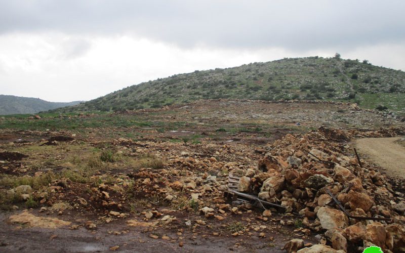 The Israeli occupation troops uprooted 155 olive saplings in Barta’a Ash-Sharqiya/ Jenin governorate