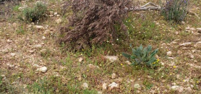 “Adei Ad” settlers sabotage 55 olive trees in Turmus’ayya / Ramallah