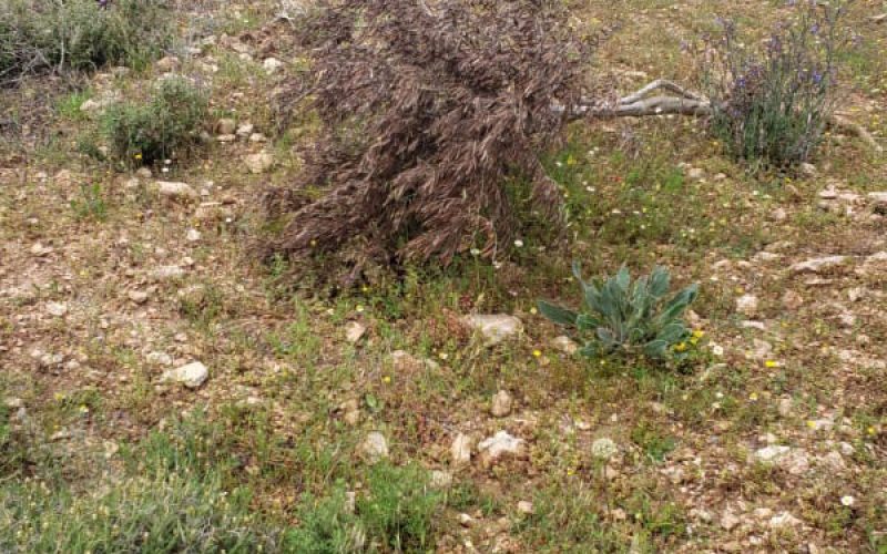 مستعمرو مستعمرة ” عادي عاد” يتلفون 55 شجرة زيتون في بلدة ترمسعيا / محافظة رام الله