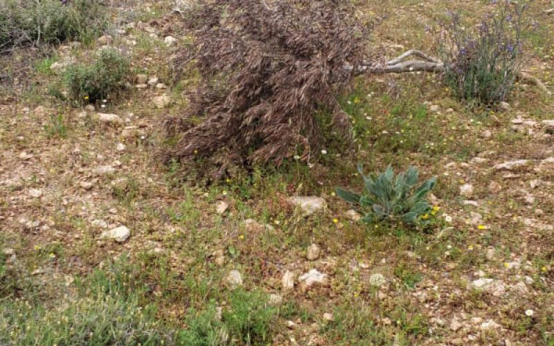 “Adei Ad” settlers sabotage 55 olive trees in Turmus’ayya / Ramallah