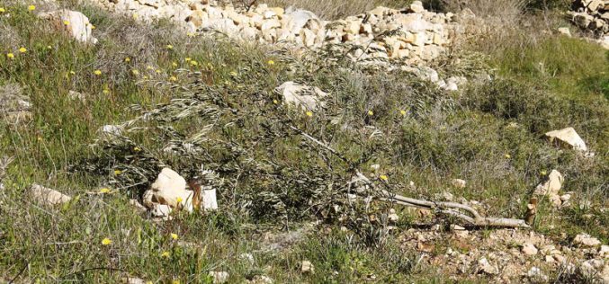 The Israeli occupation cut down 200 olive trees in Khirbet Safa – Beit Ummar/ Hebron governorate