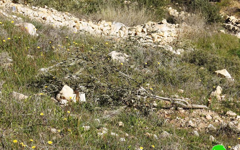 The Israeli occupation cut down 200 olive trees in Khirbet Safa – Beit Ummar/ Hebron governorate