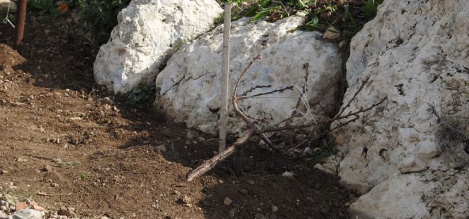 Settlers vandalize 100 saplings in A Tarqumiya land / Hebron governorate