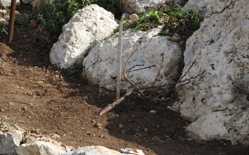 Settlers vandalize 100 saplings in A Tarqumiya land / Hebron governorate