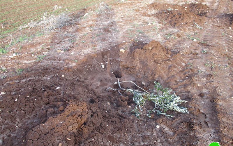“Adei Ad” settlers vandalize hundreds of olive saplings in Turmus’ayya / Ramallah governorate