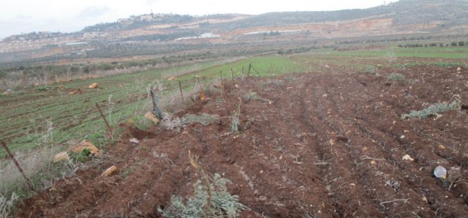 Sabotaging 60 olive saplings in Turmus’ayya/ Ramallah governorate